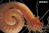 Amphitrite ornata (spaghetti worm) from Charleston Harbor oyster reef